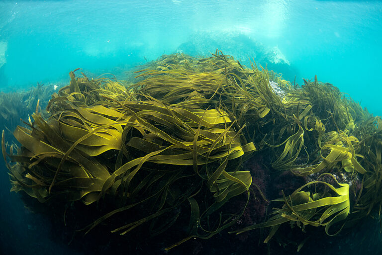 Blue Carbon, Kelp forests underwater